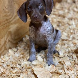 German Shorthaired Pointer and Jack Russell Terrier Puppies from Ivy Creek Kennels