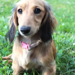 Georgia - Dachshund