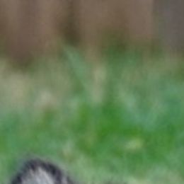 Pomskies from Acacia Pomskies