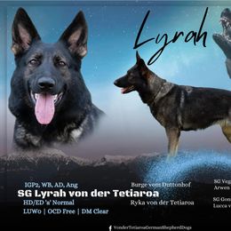 Lyrah - German Shepherd