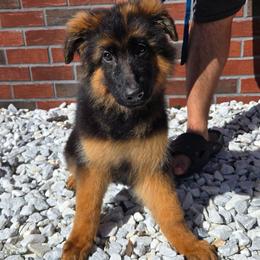 Theo - Black and red male German Shepherd puppy in Ocala, Florida from Guardian Shepherds