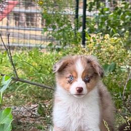 Whisper - Red merle female Miniature American Shepherd puppy in Cheney, Washington from Serene Prairie K9