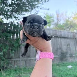 Pink collar - Brindle female French Bulldog puppy in Humble, Texas from Mary_Lands_dog_kennels