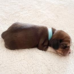 Louie - Red black and white male Beagle puppy in Brownsboro, Texas from Willow Bark Beagles