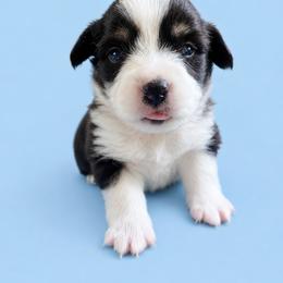 Louie - White and black male Pembroke Welsh Corgi puppy in Ramona, Oklahoma from Eden Farms Corgis
