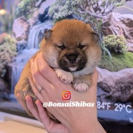 MOJO - Red male Shiba Inu puppy in Minnesota from BonsaiShibas