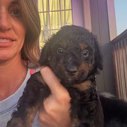 Boy 3 (limeade) - Black tri-color male Aussiedoodle puppy in Paradise, Texas from Diamond Z Poodles & Doodles