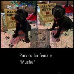Mushu - Black female Cane Corso puppy in Altoona, Alabama from Snead’s Cane Corso Kennel
