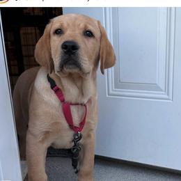 Red collar - Yellow male Labrador Retriever puppy in Clinton, Tennessee from Summer Rose