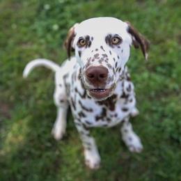 Paige - Dalmatian