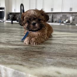 Shih Tzu Puppies from Jenny's Shih Tzus