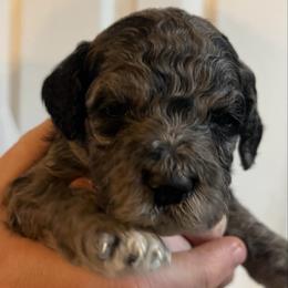Beignet - Merle female Goldendoodle puppy in Macclenny, Florida from Davis's Doodles