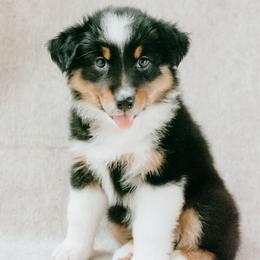 Lexington(Lexi) - Black tri-color female Australian Shepherd puppy in Aberdeen, North Carolina from Huckleberry Hill Aussies LLC.