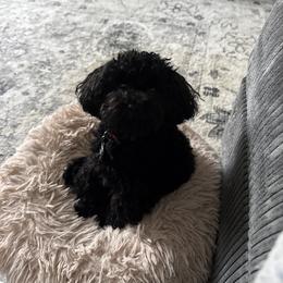 Poodle Puppies from Singing Sands Poodles