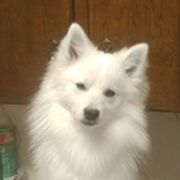 American Eskimo Dogs from Hill Top Eskies