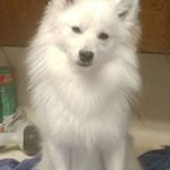 American Eskimo Dogs from Hill Top Eskies