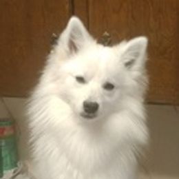 American Eskimo Dogs from Hill Top Eskies