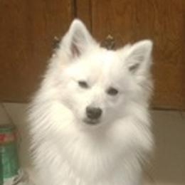 American Eskimo Dogs from Hill Top Eskies