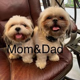 Luc - Shih Tzu