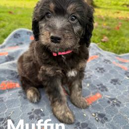 Muffin - Sable female Aussiedoodle puppy in Ellenburg Center, New York from Kristin's Puppies