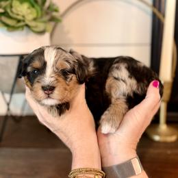 Marie- pink collar female - Tri-color female Bernedoodle puppy in Salt Lake County, Utah from Coco Avenue Pups