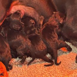 Girl 2 - Black and rust female Doberman Pinscher puppy in Medina, Tennessee from Valorosa Doberman Kennel