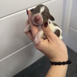 Comet - Piebald male Dachshund puppy in Oklahoma City, Oklahoma from Barrett’s Doxie Farm