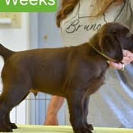 Boy 3 - male Labrador Retriever puppy in Olivehust, California from Dogwood Labradors