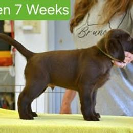 Boy 3 - male Labrador Retriever puppy in Olivehust, California from Dogwood Labradors