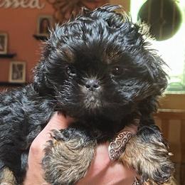 Marshmallow - Black and tan female Shih Tzu puppy in Nekoosa, Wisconsin from Brox Acres House of Fur LLC