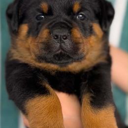 First Pick Female - Black and mahogany female Rottweiler puppy in Fredericktown, Missouri from Obsessions Rottweiler