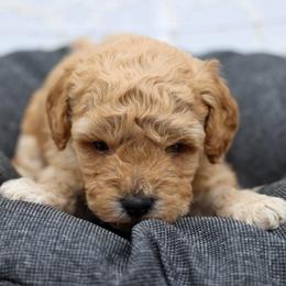 Green collar - Apricot male Poodle puppy in Edmond, Oklahoma from The Redbud Roost