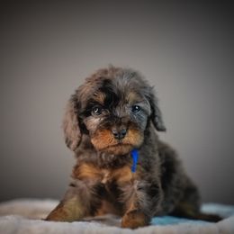 Roper - Merle male Cavapoo puppy in Caldwell, Idaho from Boise Doodle Co.