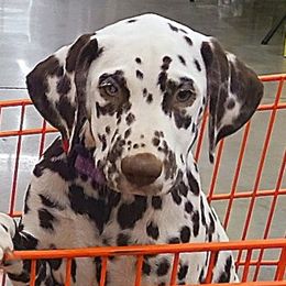Windy,  Black collar girl - White and liver brown female Dalmatian puppy in Decatur, Alabama from Hollytree Dalmatians