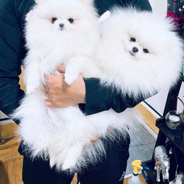 Pomeranian All Grown Up from Luna Kennel