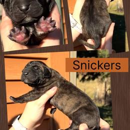 Snickers - Brindle female Great Dane puppy in Wellsville, New York from Prophecy Danes