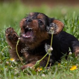 Australian Terrier Puppies from Temora Australian Terriers