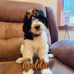 Goldie - Tri-color female Bernedoodle puppy in Julian, Pennsylvania from Happy Valley Doodles