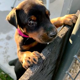 Barbie - Black and rust Doberman Pinscher puppy in Valley Center, California from TnT Dobermans