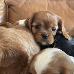 Cider - Cavalier King Charles Spaniel puppy in Tremonton, Utah from Sage Hill Cavaliers