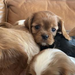Cider - Cavalier King Charles Spaniel puppy in Tremonton, Utah from Sage Hill Cavaliers