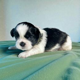 AKC-Knight - Black and white male Shih Tzu puppy in Mooresville, North Carolina from Juji Shih Tzu