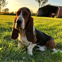 Mater - Basset Hound