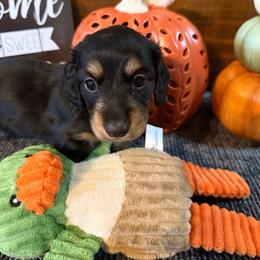 Tabby - Black and tan female Dachshund puppy in Keota, Oklahoma from Skyview Doxie Ranch