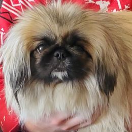 Tula - Pekingese
