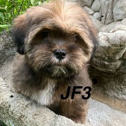 JF3 FEMALE FLORIDA MULTI CHAMPION ANCESTRY - Red female Lhasa Apso puppy in Bell, Florida from Maryann & Kandis
