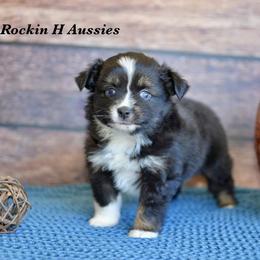 Btf - Black tri female Toy Australian Shepherd puppy in Russellville, Arkansas from Rockin H Aussies