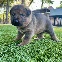 Diesel - Black and tan male German Shepherd puppy in Sonora, California from Elite Haus K9