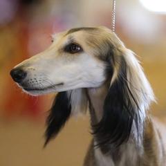 Djinn - Saluki
