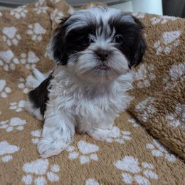 Cannoli - Black and white female Shih Tzu puppy in Orange Park, Florida from Sweetz Kennelz